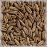 Oat Malt (Havremalt) | Hel | 25 kg | Castle Mating
