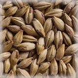 Cara Ruby® Hel | 25 kg | Castle Malting