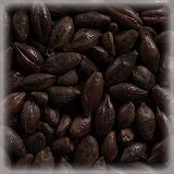 Black Malt 1300 | Hel | 25 kg | Castle Malting