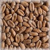 Wheat Blanc Malt | Hel | 25 kg | Castle Malting