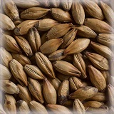Special Belgium® Hel |25 kg | Castle Malting
