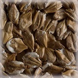 Chit Barley Malt Flakes | 25 kg | Castle Malting